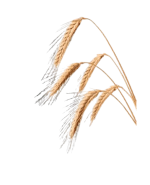 Wheat