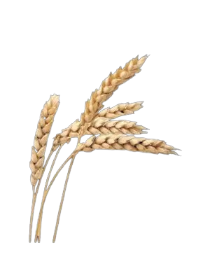 Wheat